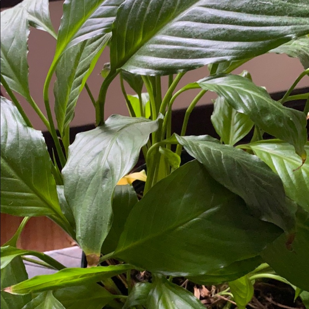 Meet your Posher, Fatou